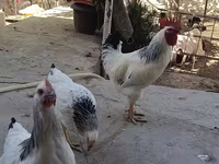 Sussex — foto 1