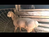 Κριός, Arashan sheep — φωτογραφία 1