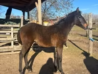 Cavallo, Hungarian horse breed — foto 1