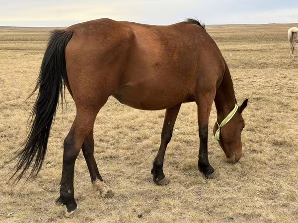 Klisna, Kazakh horse