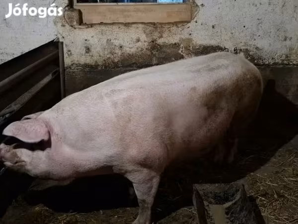Babi betina, Крупная белая