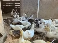 Ducks — புகைப்படம் 2