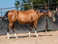 اسب نر, Quarter Horse — عکس 3