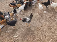 Chickens — zdjęcie 4