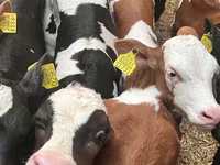 گاو و گوساله (گروه، جنسیت مشخص نشده), Simmental cattle — عکس 6