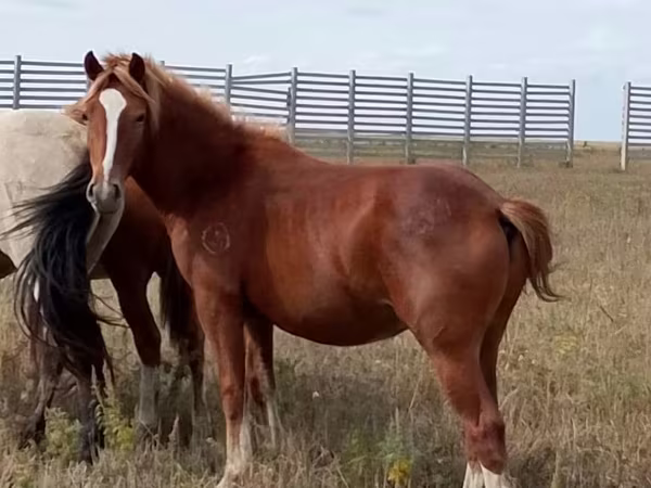 Caballo, Caballos