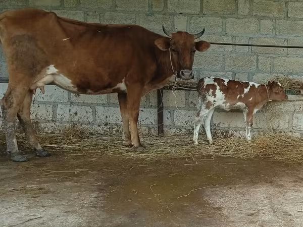 Cow, Cattle — Azerbaijan