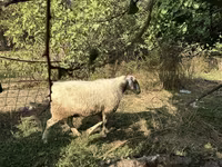 Oaie, Oi — foto 1