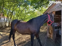 Kuda betina, Horses — foto 2