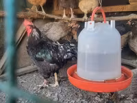 Chickens — รูปภาพ 5
