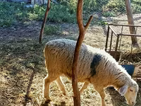মেষী, ভেড়া — ছবি 4