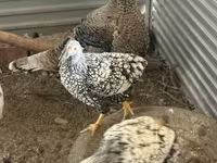 Chickens — ფოტო 3