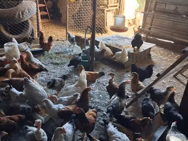 Chickens