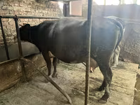Kuh, Holstein-Rasse — Foto 4