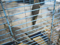 Nymph quşları (Cockatiel) – 2 ədəd, qəfəs və aksesuarlarla birlikdə — foto 3