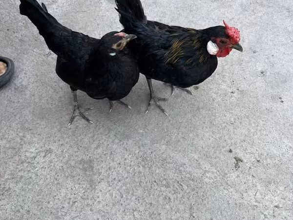 Chickens