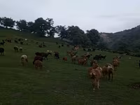 Kambing betina, Hissar sheep — foto 5