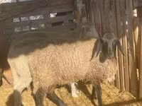 Хуц, Tsigai sheep — 2 зураг