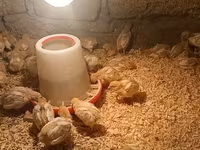Chickens — รูปภาพ 1