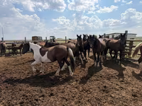 Cavalo, Horse breed — foto 5
