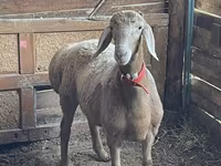 Ovan, Arashan sheep — fotografija 2