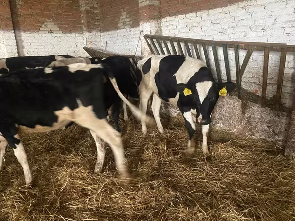 암소, Russian Black pied cattle