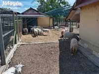 Vædder, Dorper sheep — foto 3