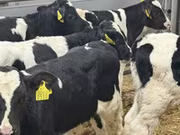 ІҚМ (топ, жынысы көрсетілмеген), Simmental cattle — 2-сурет