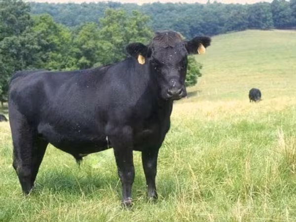 Bull, Simmental cattle — Russia