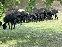 Owce (partia, płeć nieokreślona), Owce — zdjęcie 3