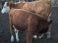 Bulle, Simmental cattle — Foto 4