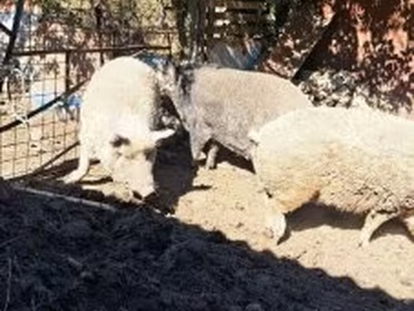 Schweine (Partie, Geschlecht nicht angegeben), Мангалица