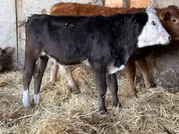 Tyre, Simmental cattle — foto 4