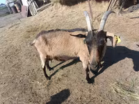 Billy Goat, Goats — photo 6