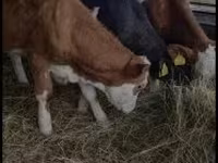 Ko, Simmental cattle — foto 2