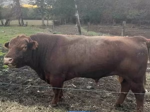 Bull, Aberdeen-Angus
