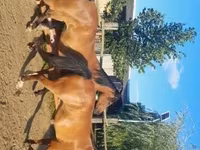 Iapă, Arabian horse — foto 4