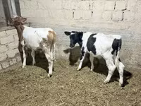 Boğa, Russian Black pied cattle — foto 3