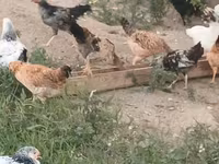 Chickens — foto 8