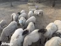 Beran, Tsigai sheep — foto 2