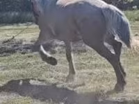 母马, Horses — 照片 8