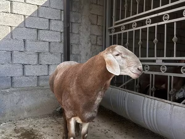 Koç, Arashan sheep