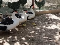 Magpie — foto 4