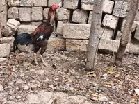 Chickens — zdjęcie 7