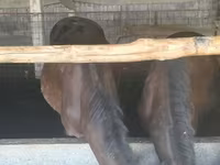 Égua, Kazakh horse — foto 7
