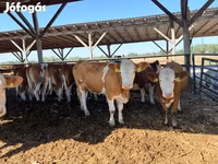 İnek, Simmental cattle — foto 3
