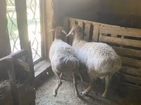 Montone, Rhon sheep — foto 2