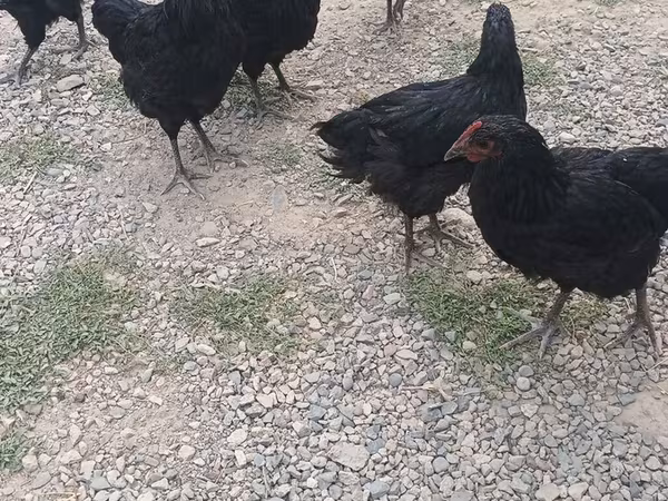 Chickens