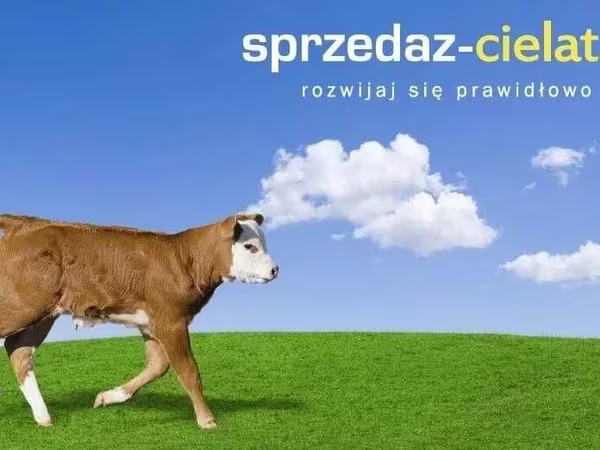 Býk, Skot