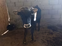 ወንድ በሬ, Swiss cattle — ፎቶ 2